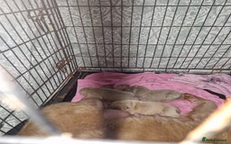 Shar Pei dogs for sale: Male Shar peis - Image 1
