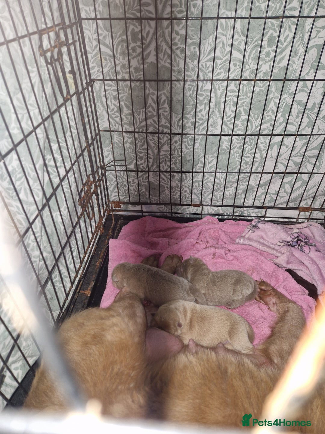 Shar Pei dogs for sale: Male Shar peis - Image 1