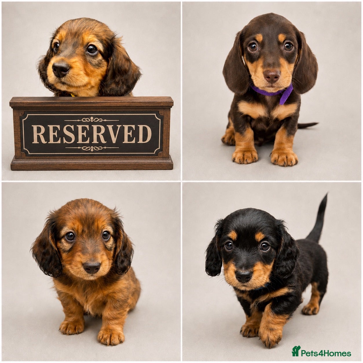 Miniature Dachshund dogs Beautiful Miniature Dachshunds–Long & Short Haired - Advert 5
