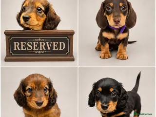 Miniature Dachshund dogs Beautiful Miniature Dachshunds–Long & Short Haired - Advert 5