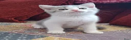 British Shorthair cats for sale: Ready to leave! 🐱 - Advert 4