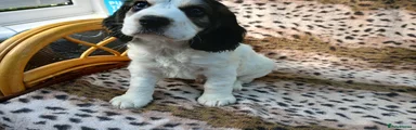 Sprocker 3