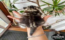 Bengal cats for sale: ⭐️ BENGAL KITTEN FOR SALE! ⭐️ 🩷❤️🧡💛💚🩵💙💜 - Image 5