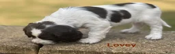 English Springer Spaniel dogs for sale: English Springer Spaniels white and liver girls in Thirsk - Advert 17