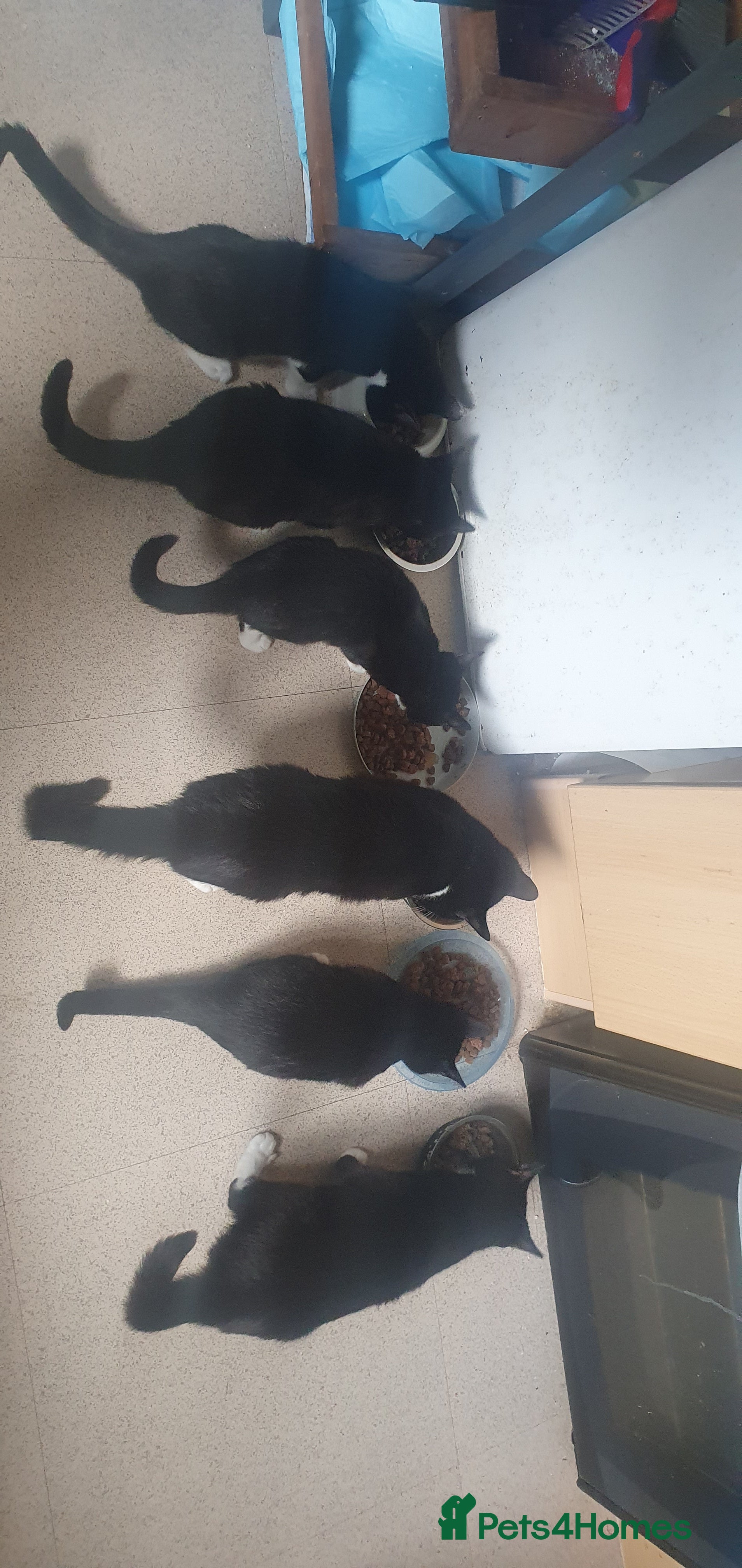 Mixed Breed cats 2 kittens leftready for new home  - Advert 13