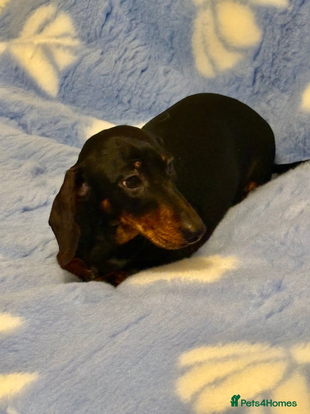 Miniature Dachshund dogs for sale: Beautiful KC Miniature dachshund puppies  - Advert 1