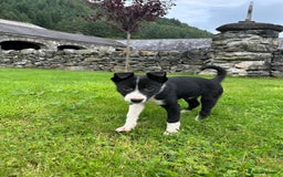 Border Collie dogs for sale: Border collie pups 🐶  - Image 7