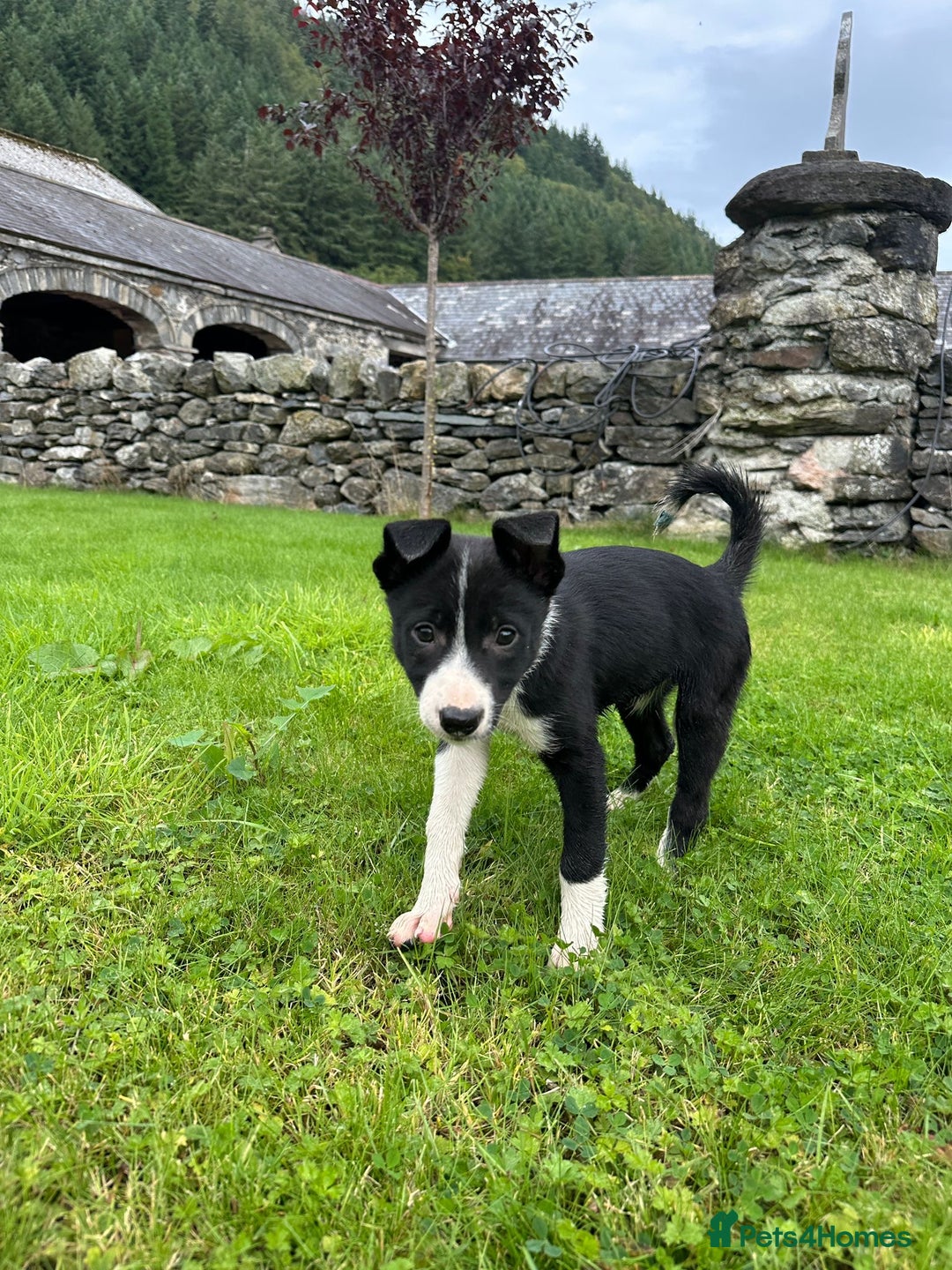 Border Collie dogs for sale: Border collie pups 🐶  - Image 7