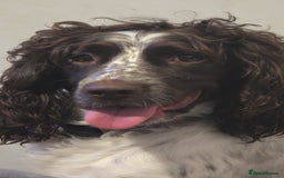Sprocker dogs for sale: 3 Beautiful Female Sprocker puppies - Image 14