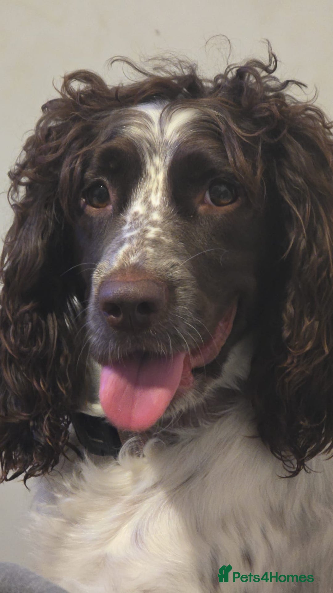 Sprocker dogs for sale: 3 Beautiful Female Sprocker puppies - Image 14