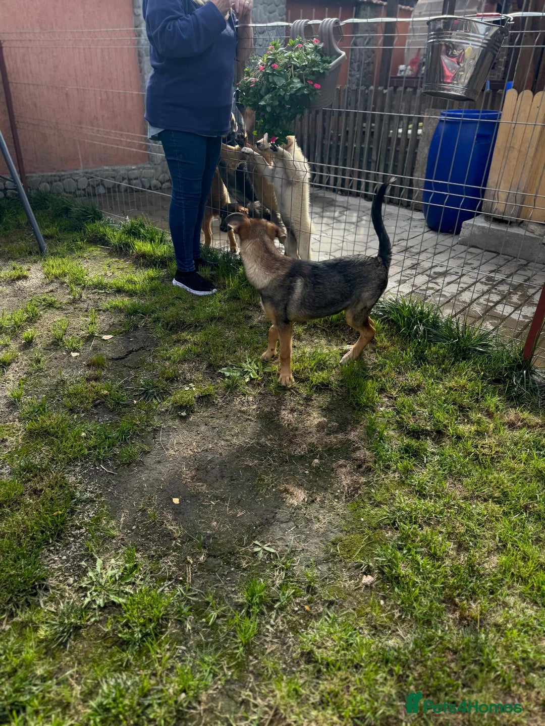 Mixed Breed dogs for adoption: BIBY, a Lovely young girl - for a Loving Home - Advert 11