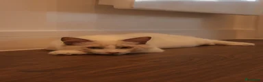 Ragdoll male 
