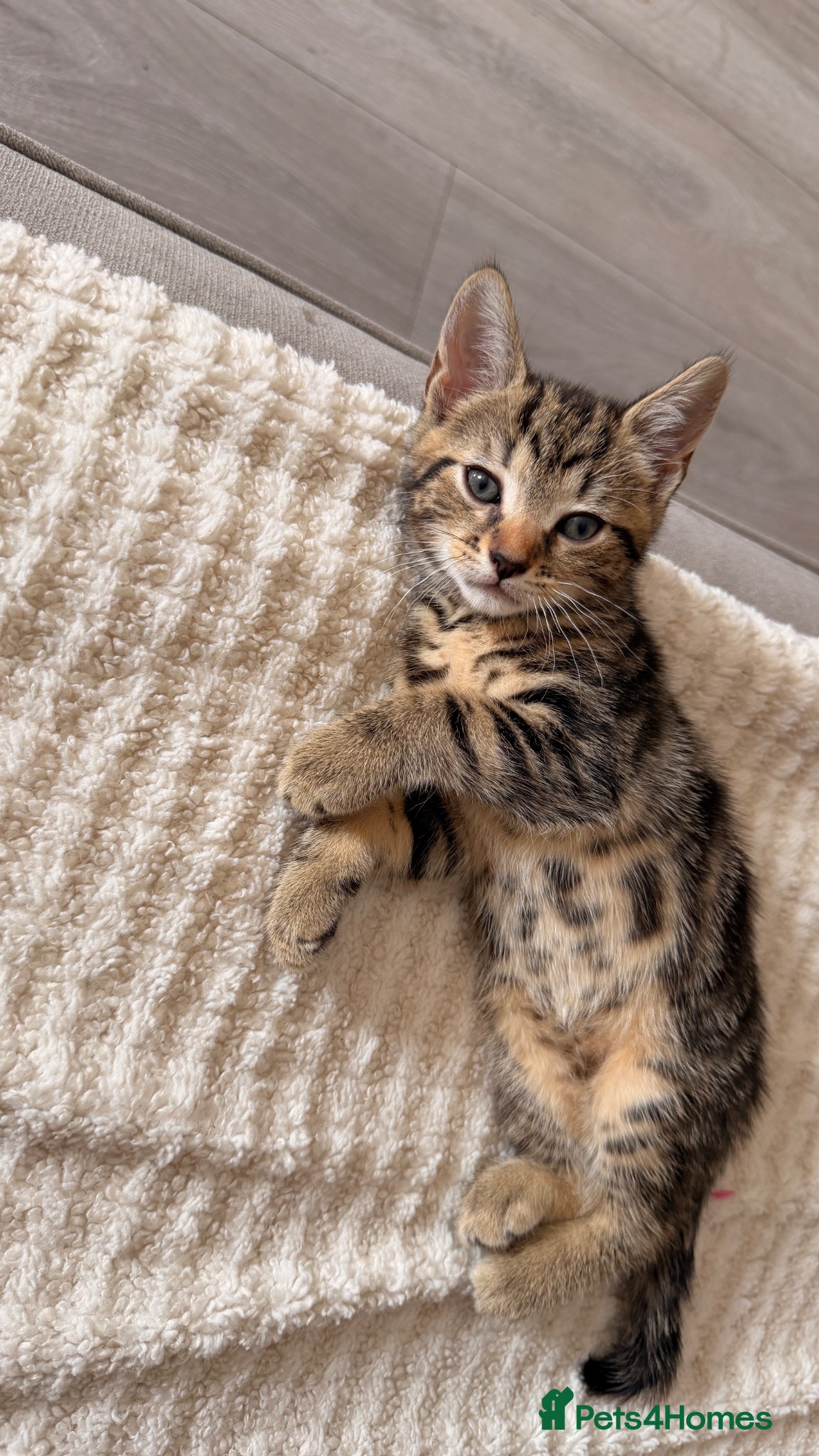 British Shorthair cats Beautiful kittens needing new home  - Advert 1