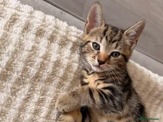 British Shorthair cats Beautiful kittens needing new home - Advert 5