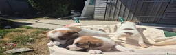 Welsh Collie dogs for sale: Welsh sheepdogs - Advert 6