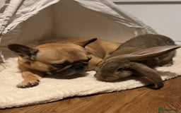Continental Giant rabbits for sale: Hi, this is Míro, the Continental Giant! - Image 12