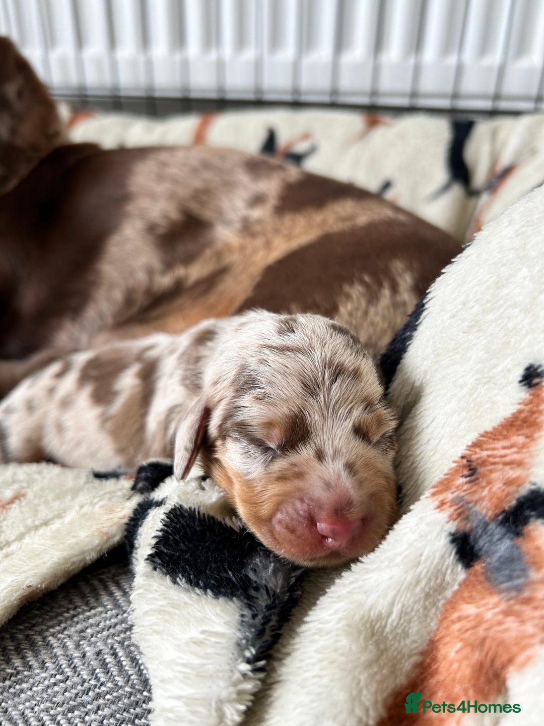 Dachshund dogs for sale: BEAUTIFUL Miniature Dachshund's  - Image 26