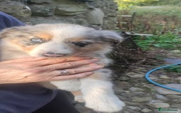 Border Collie dogs for sale: Border Collie sheepdog pups  - Image 12
