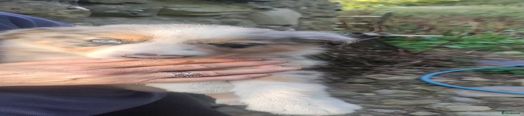 Border Collie Puppy 4