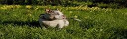 American Bully dogs for sale: American pocket Bully in Mansfield - Advert 7