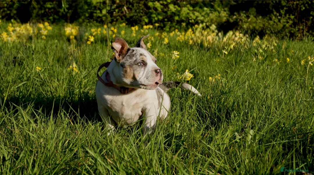 American Bully dogs for sale: American pocket Bully in Mansfield - Advert 7