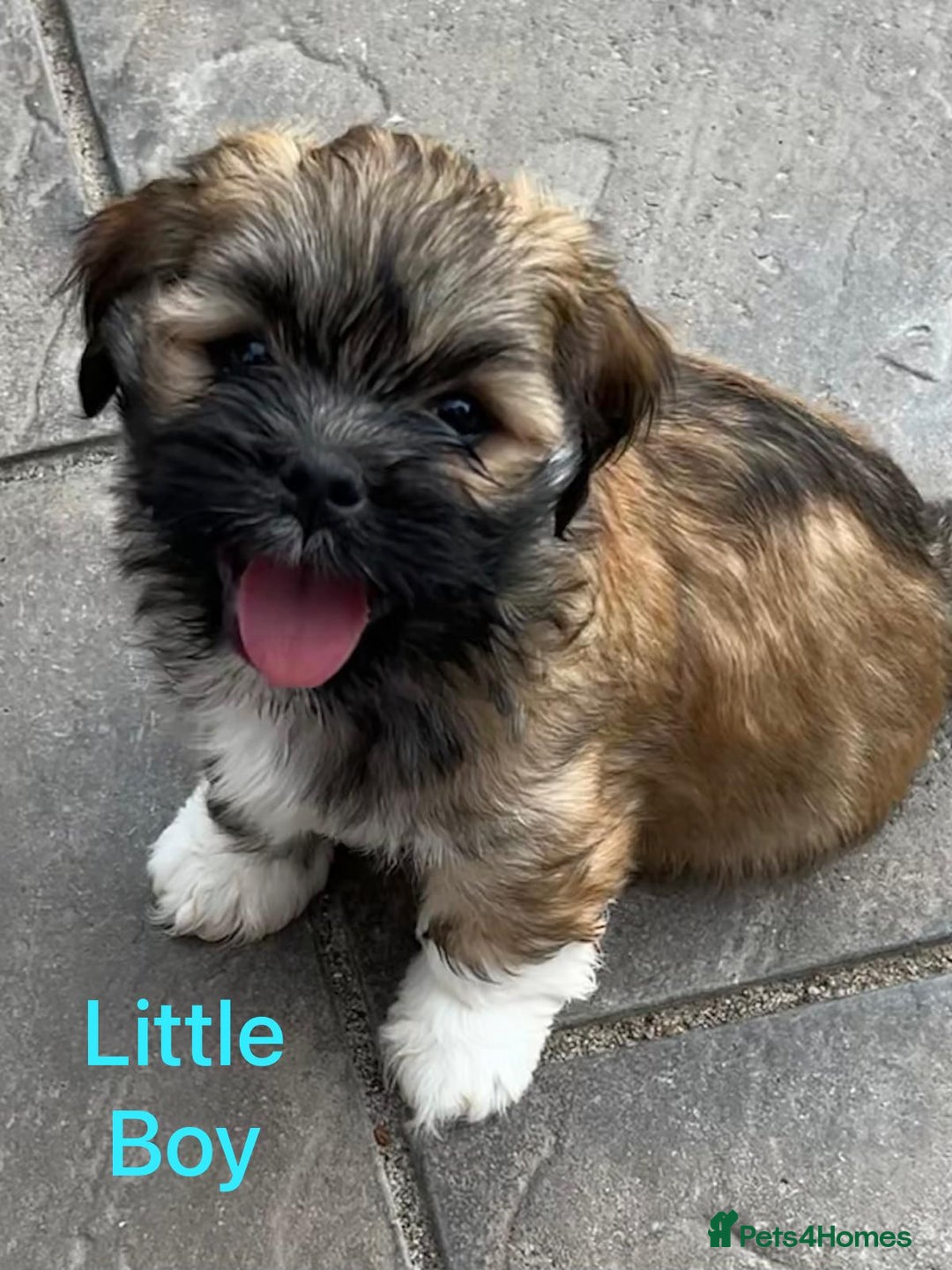 Lhasa Apso dogs for sale: Two Adorable KC Reg Puppies GPRA4 Clear - Image 20