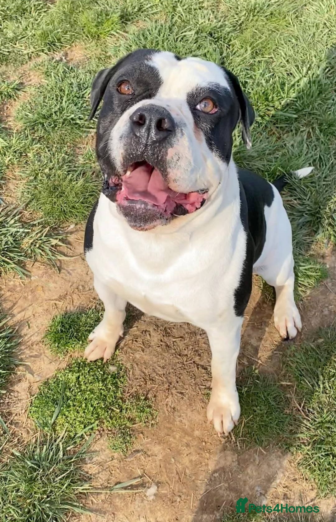 Alapaha Blue Blood Bulldog dogs for sale: IABBR. Health tested. Top lines.  - Advert 22