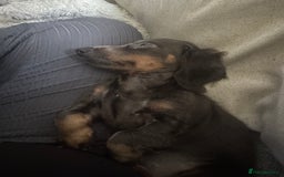 Miniature Dachshund dogs for sale: Kiki mini dash long hair  - Image 1