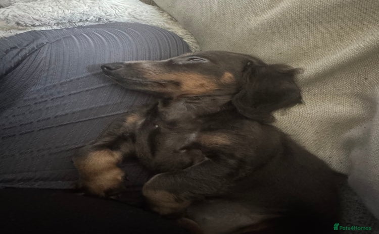 Miniature Dachshund dogs - Advert 2