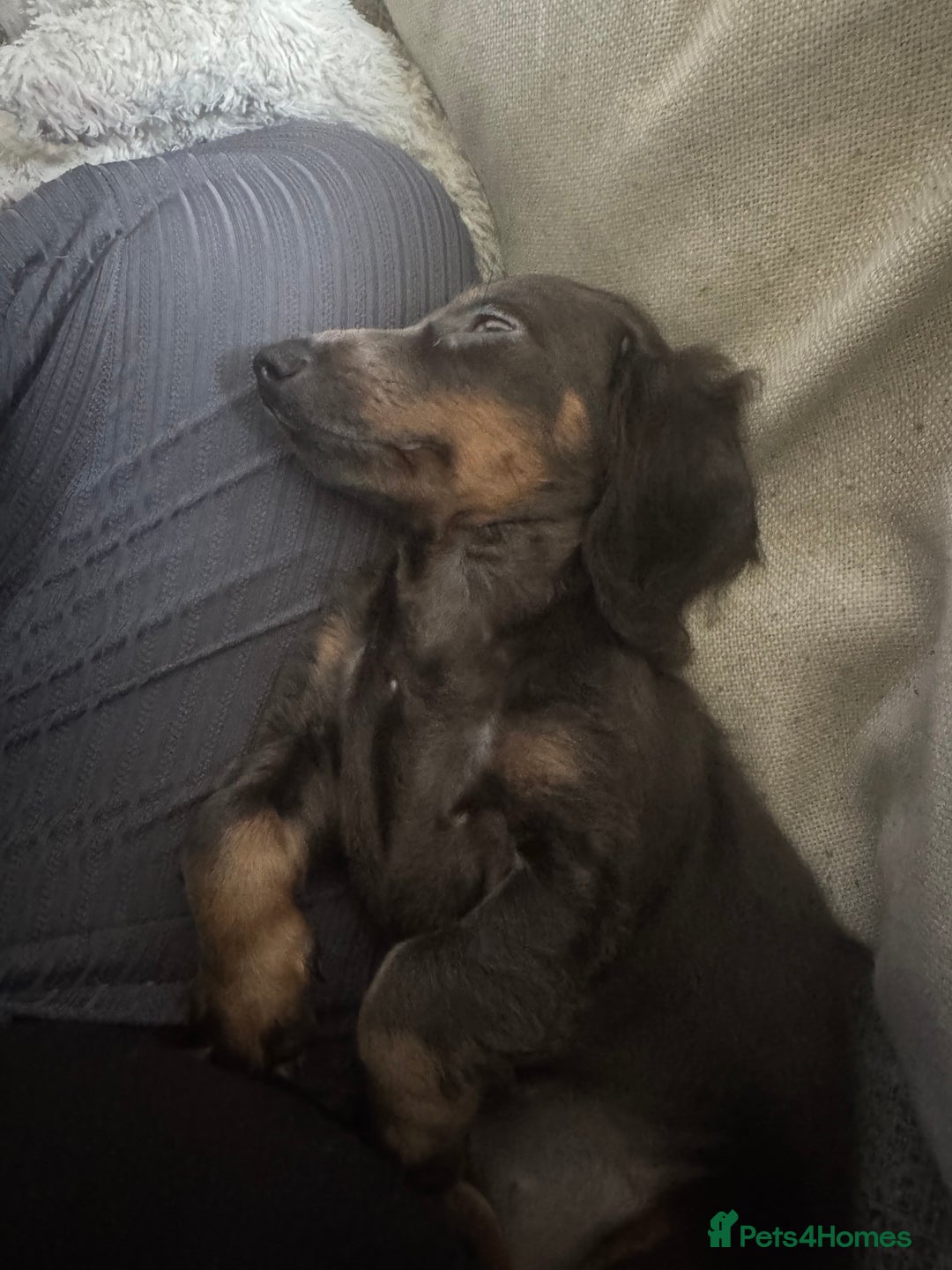 Miniature Dachshund dogs for sale: Kiki mini dash long hair  - Image 1