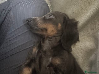 Miniature Dachshund dogs - Advert 11