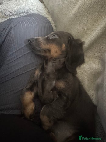 Miniature Dachshund dogs - Advert 16