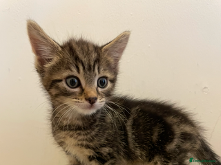 Mixed Breed cats - Advert 20
