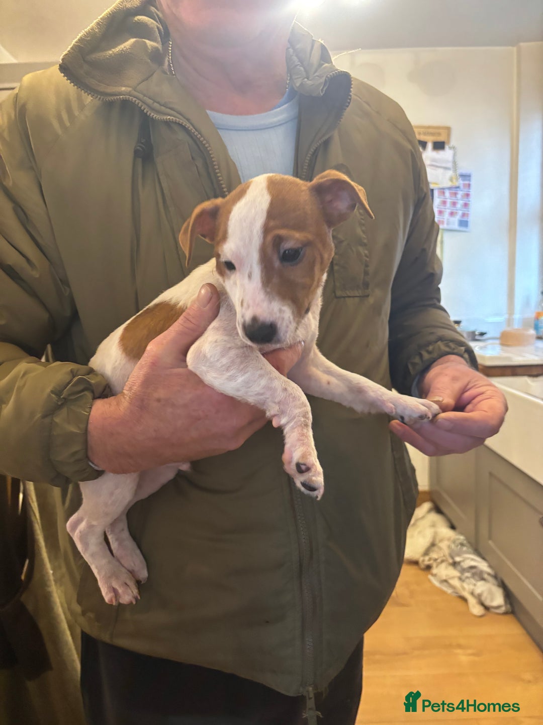 Jack Russell dogs for sale: 1 male 1 female Jack Russell pups - Advert 4