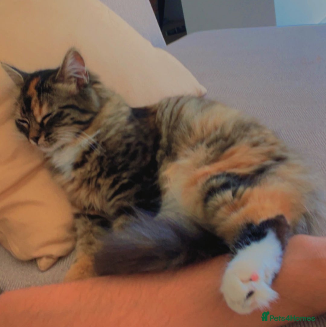 Mixed Breed cats for sale: 4Adorable Longhair Kittens-ready late Sep - Image 22