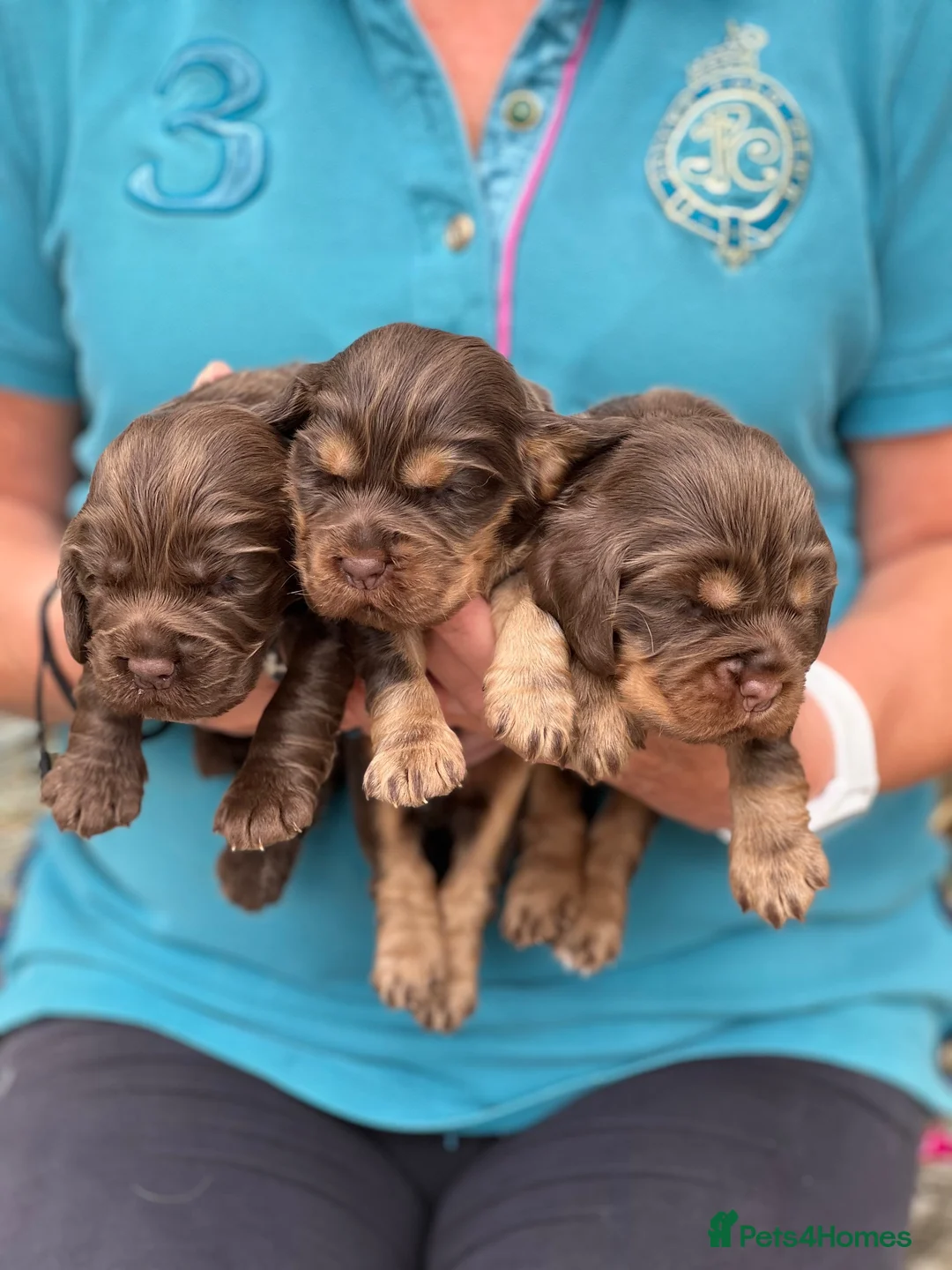 Cocker Spaniel dogs for sale: KC show cockers  - Advert 2