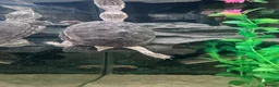 Turtle reptiles for sale: Two Common Musk Turtles  - Advert 2