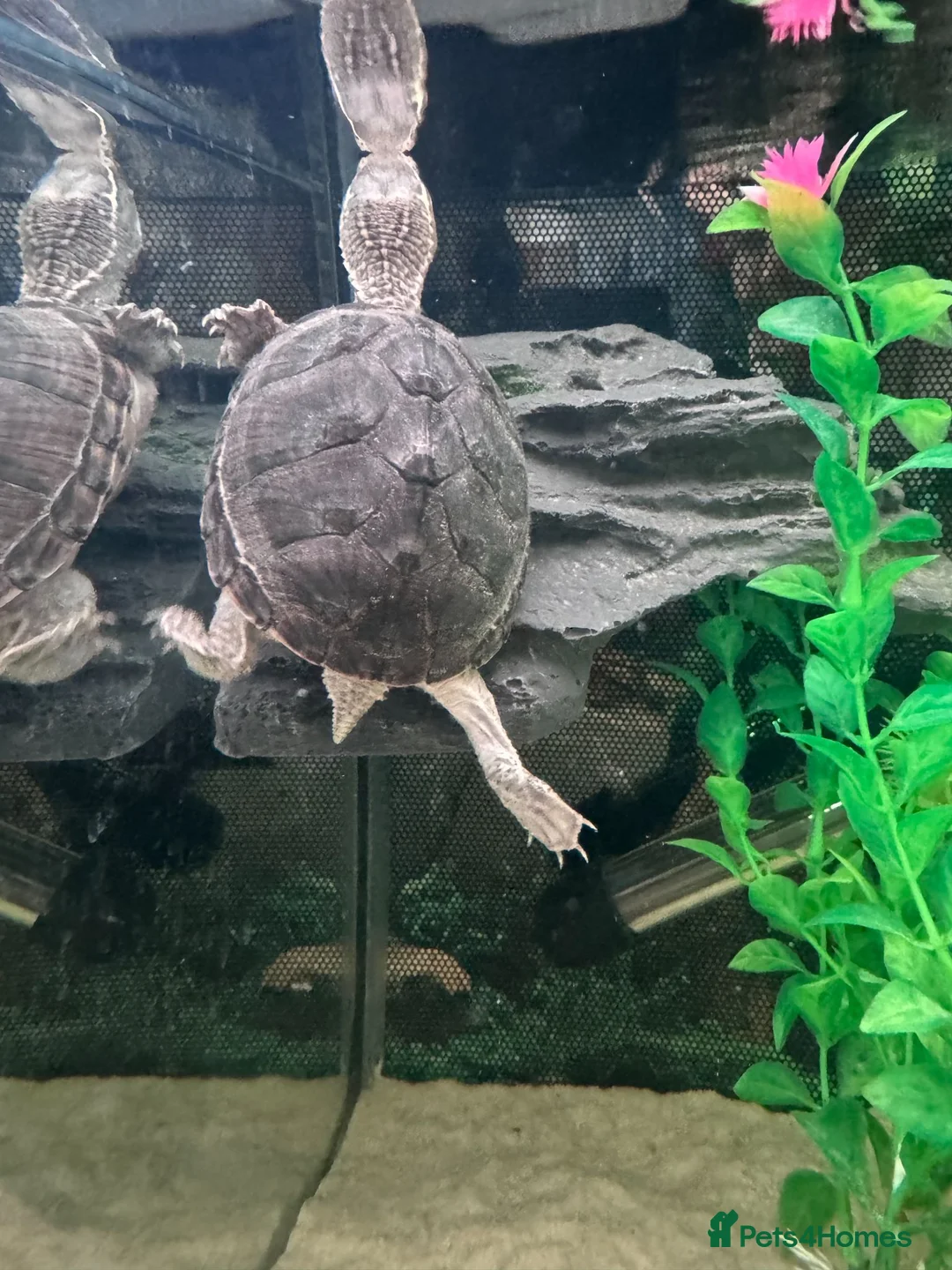 Turtle reptiles for sale: Two Common Musk Turtles  - Advert 2