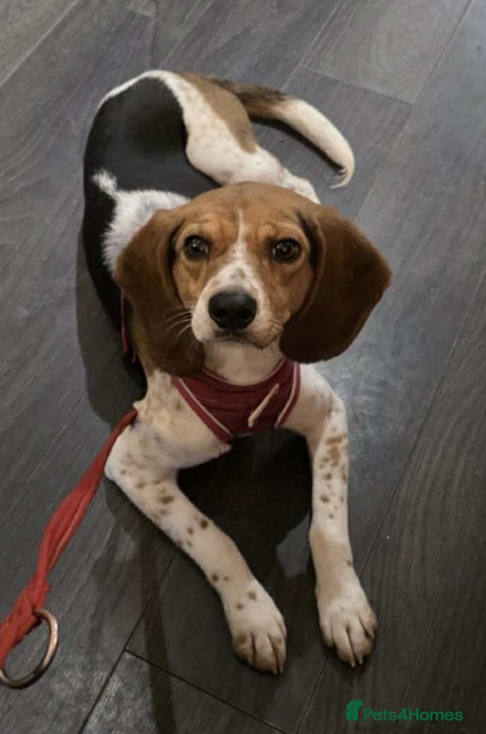 Mixed Breed dogs Emily, with the softest ears - Advert 1