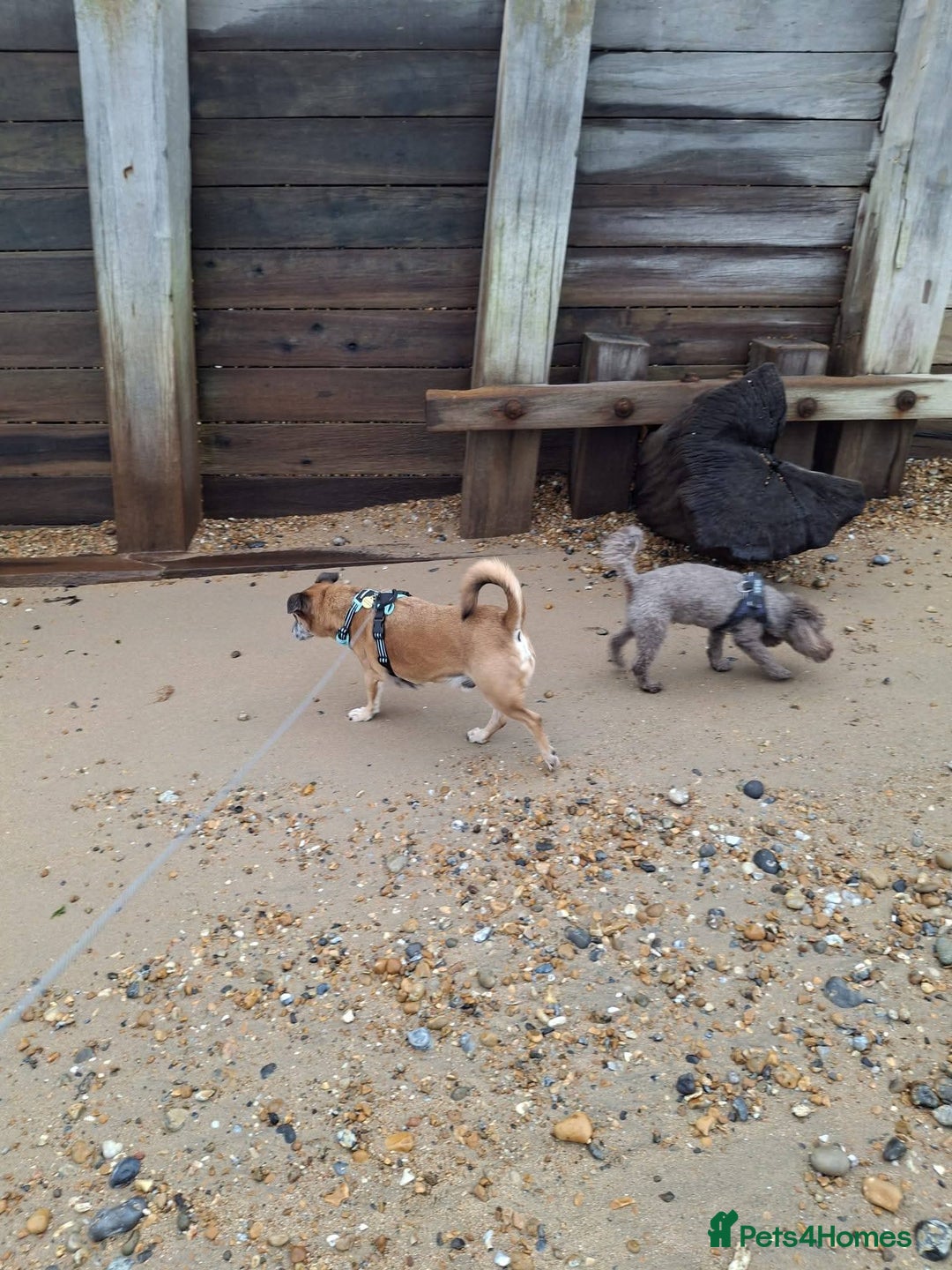 Mixed Breed dogs for adoption: Meet Archie, currently residing in East Sussex - Advert 5