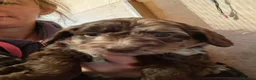 Sproodle dogs for sale: Chocolate Merle Sproodles - Advert 17