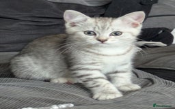 Mixed Breed cats for sale: 2 British Shorthair cross Ragdoll Boys Available  - Image 17