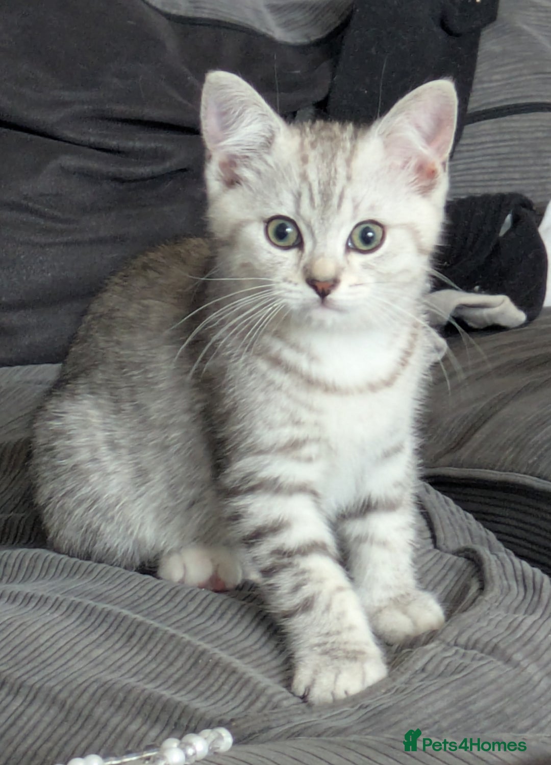 Mixed Breed cats for sale: 2 British Shorthair cross Ragdoll Boys Available  - Image 17