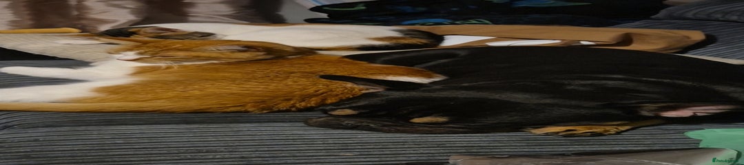 Mixed Breed Kitten 1