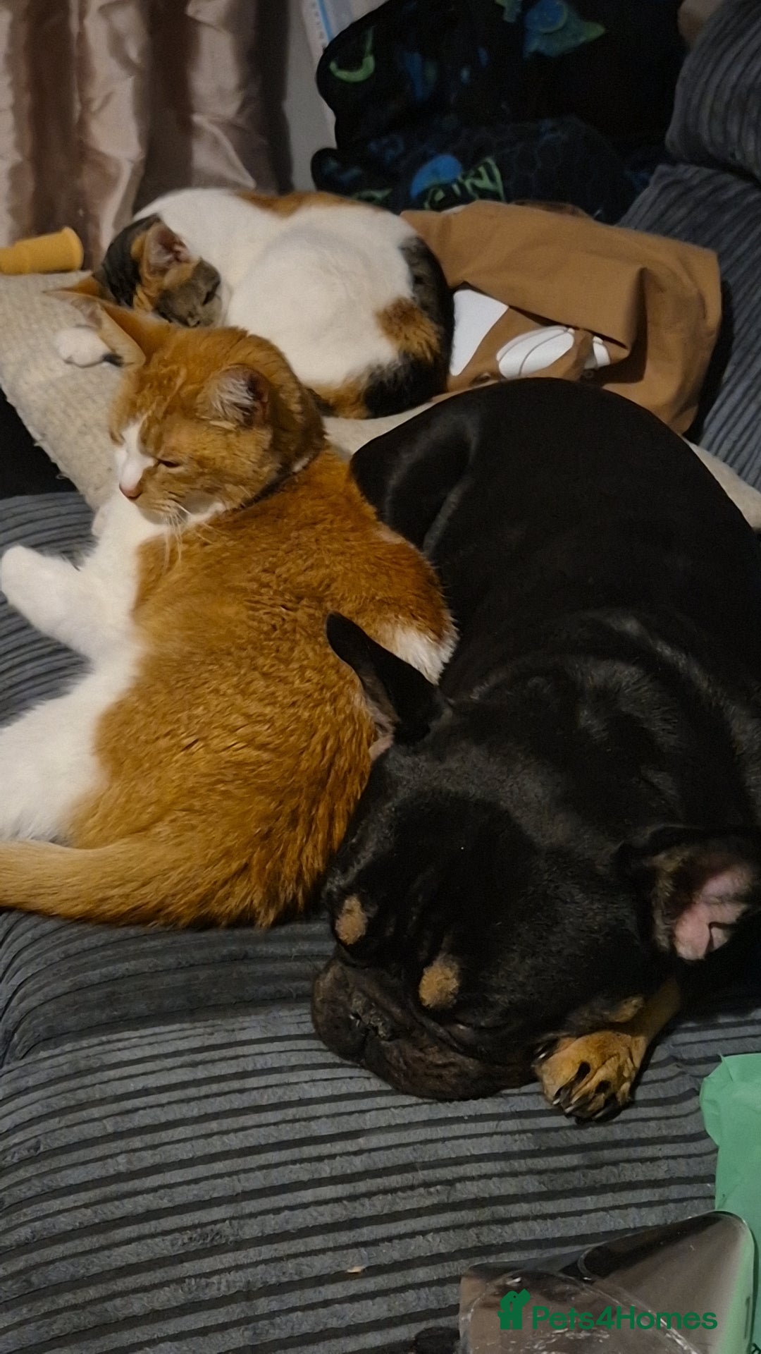 Mixed Breed cats for sale: Two cats needing urgent home6 - Image 4