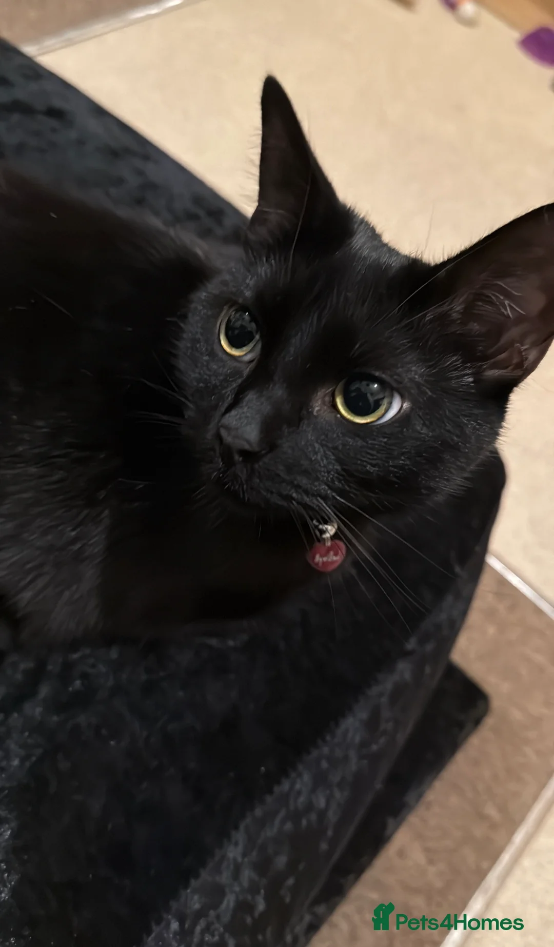 Bombay cats for sale: Nancy, beautiful 4 year old indoor cat - Advert 1