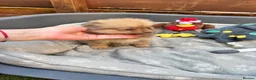 Pomeranian dogs for sale: ✨🐶 9  Beautiful Pomeranian Puppies  - Advert 13