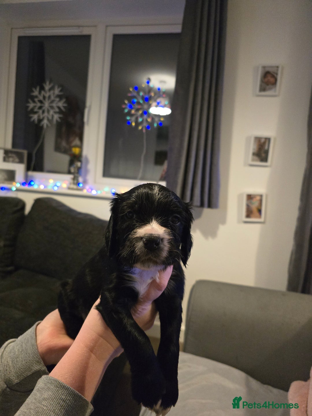 Sprocker dogs for sale: 2 male sprocker spaniel puppies for sale. - Advert 2