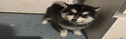 Pomsky dogs for sale: F4 tiny pomsky pups REDUCED need homes now - Advert 13