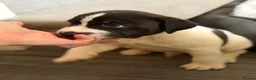 Staffordshire Bull Terrier dogs for sale: STUNNING CHUNKY STAFFY PUPPIES  - Advert 30